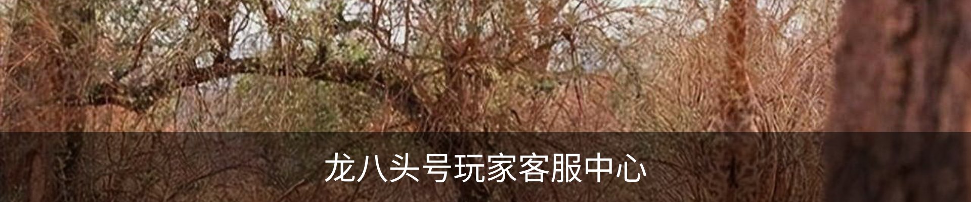 龙八头号玩家客服中心